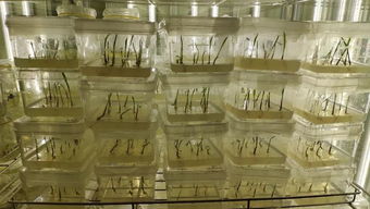 解鎖玉米育種新篇章 單倍體工廠化技術(shù)服務(wù)與咨詢?nèi)馕? />
</a>
<span><a href=